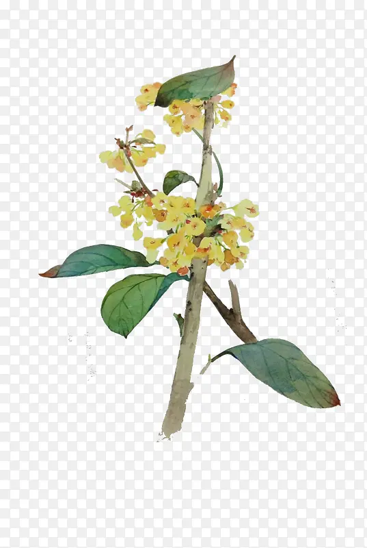 �ʻ���֦��ɫҶ��-������