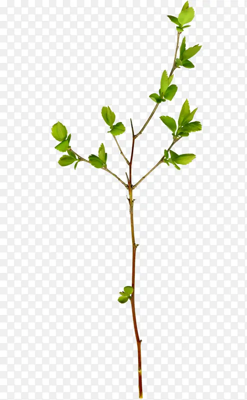 ��ɫ��Ҷ֦Ҷ��֦-������