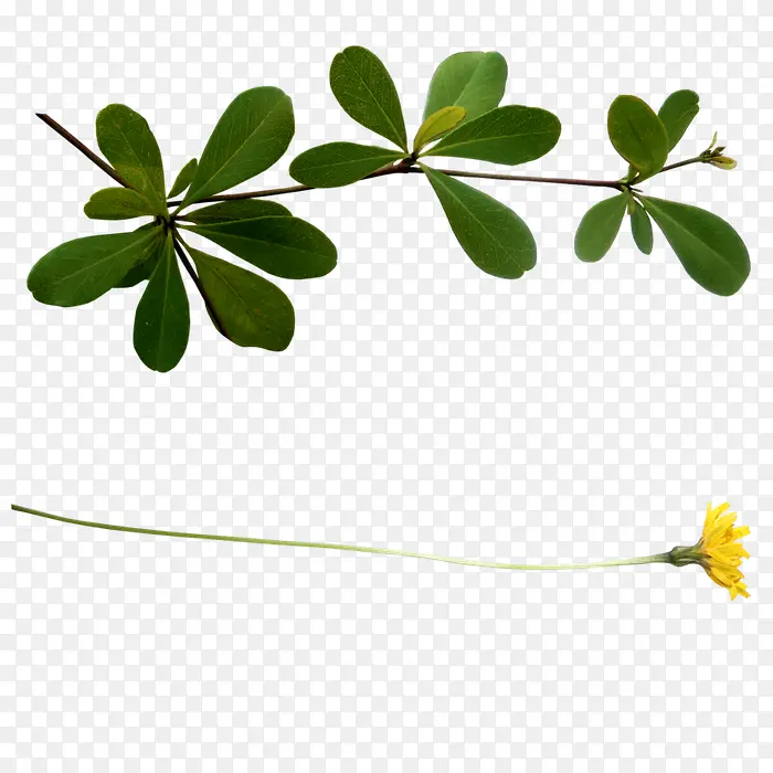 ��ɫ��ҶҶ����֦-������