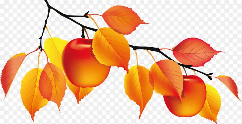 ��ɫҶ�Ӻ�ɫƻ����֦-������