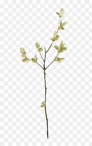 ��ɫ��֦��Ҷ����-������