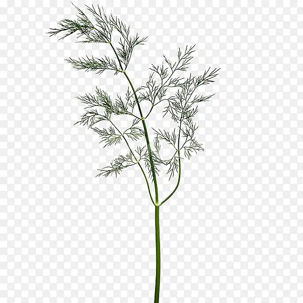 ����ɫ��֦�����ľ-������