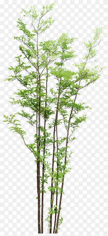 ��֦��ɫ��֦�����-������