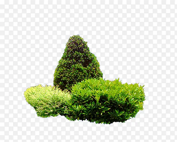 ��ɫ����֦-������