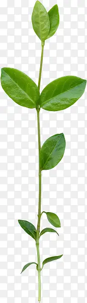 ��ɫ������֦Ҷ��-������