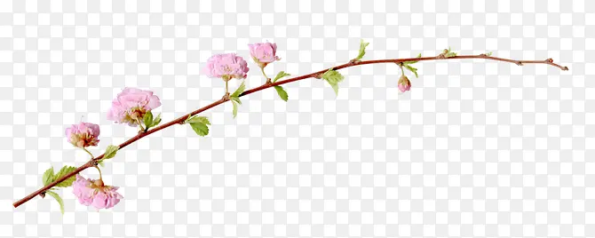 ֦Ҷ������ɫҶ����֦-������