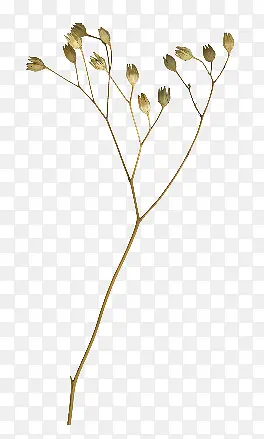 ��ɫ��֦��֦װ��ͼƬ-������