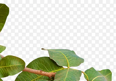 ��ɫҶ������֦-������