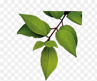 ��ɫҶ����֦װ��-������