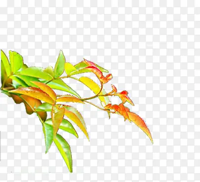 �ʻ���ɫҶ����֦-������