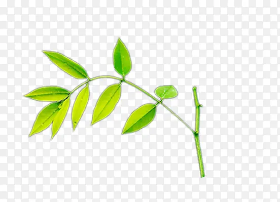 ��ɫ��֦Ҷ��-������