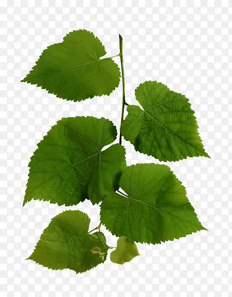 ��֦��Ҷ��ɫ��Ҷ-������