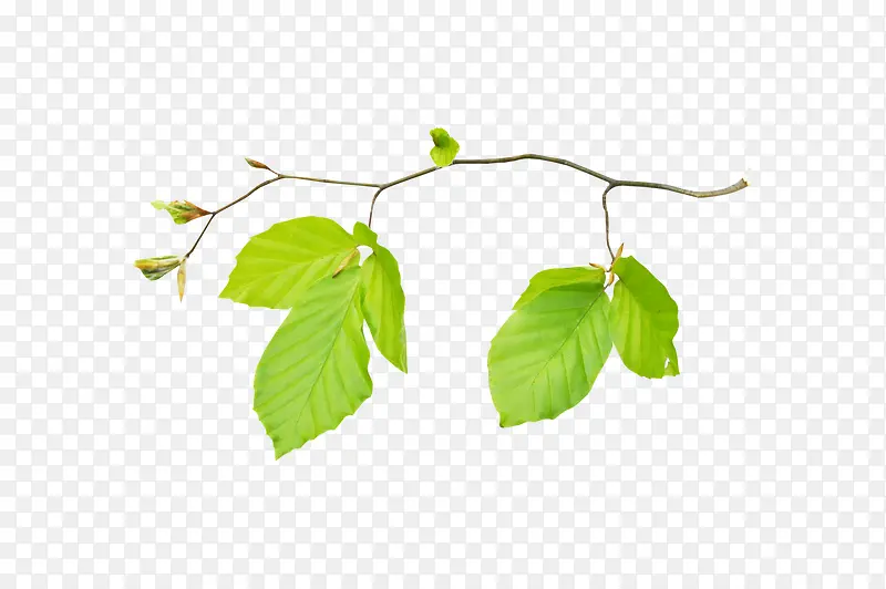 ��ɫҶ����ֲ֦��Ҷ��-������