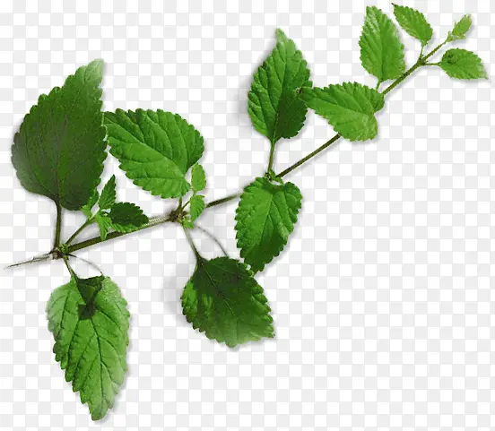 ��ɫҶ����֦-������