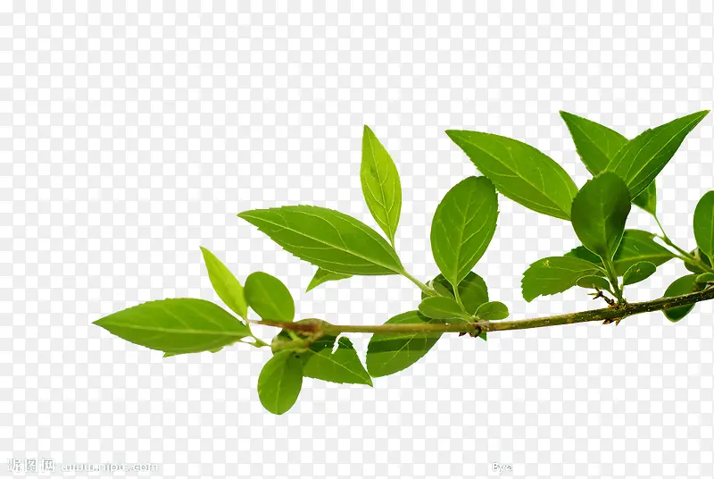 ��ɫ��֦��Ҷ-������