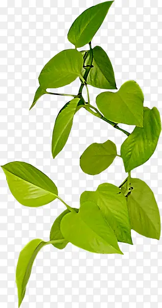 ��ɫ��֦װ��-������