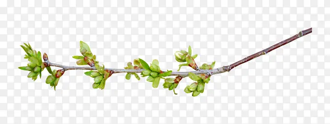 ��֦������ɫ��֦-������