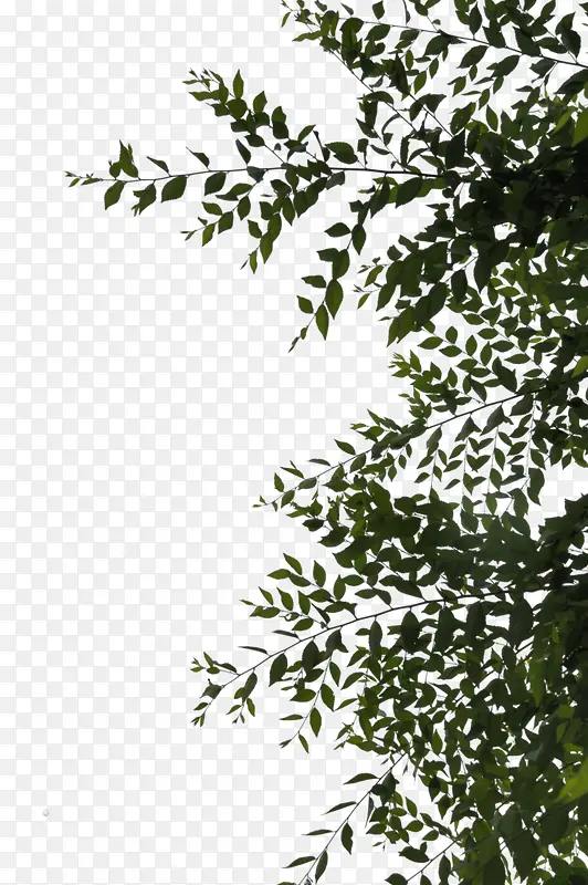 ��ɫ��Ҷ��֦-������