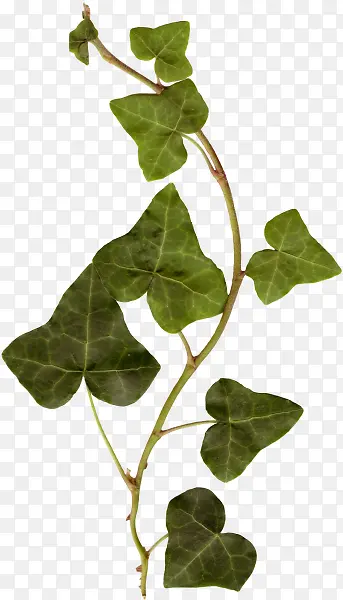 ��ɫ����������֦-������