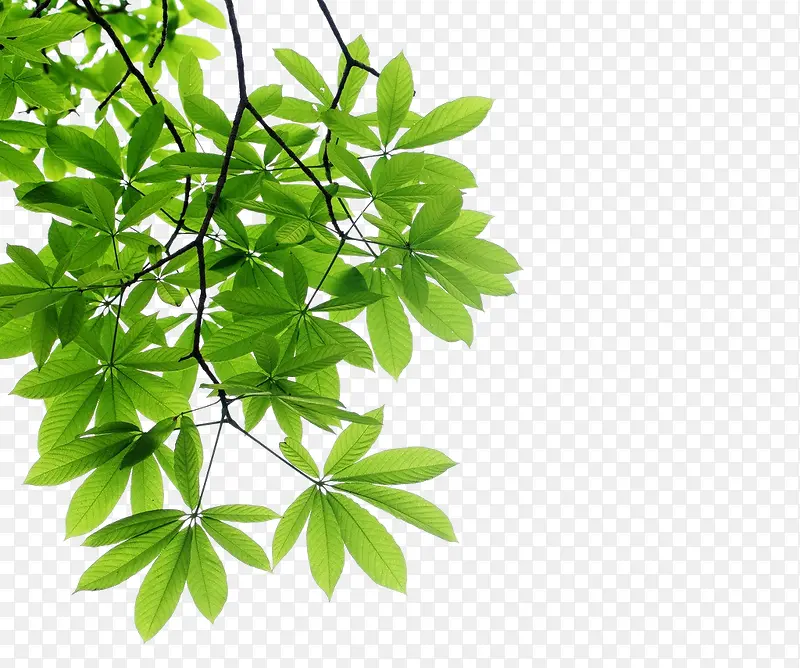 ��ɫҶ�� ��֦-������