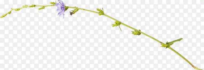 ��ɫ��֦-������