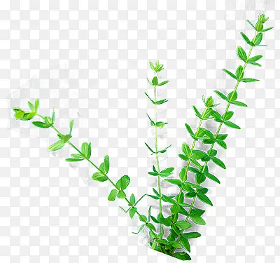 ��֦-������