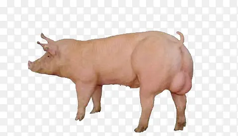 ����-������