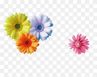 Ψ����ɫ��-������