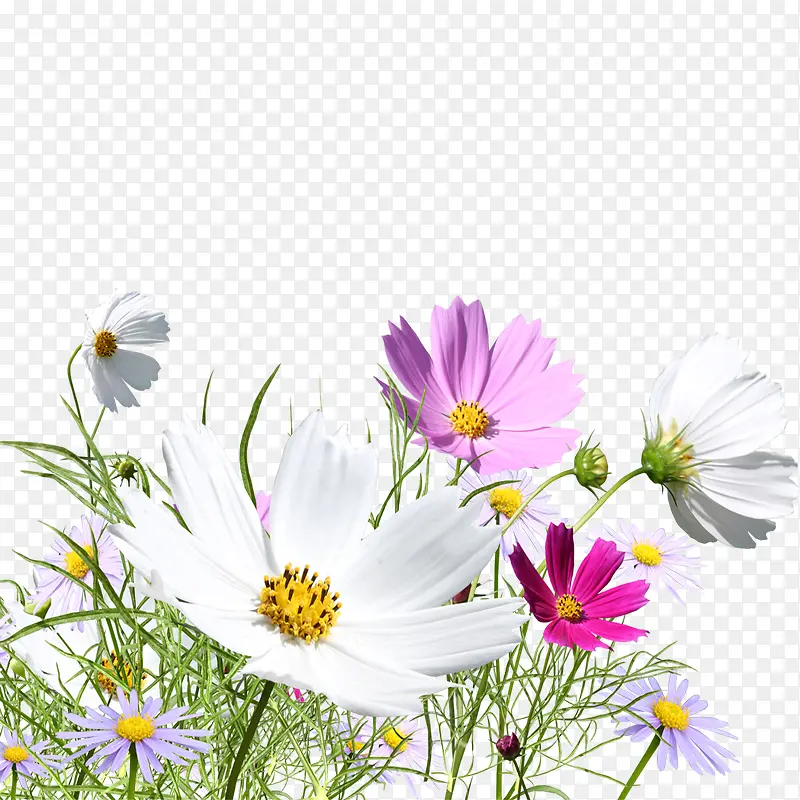 ��ɫҰ��-������