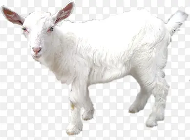 ��ɫ�ж�����С��-������