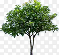 ��ȾЧ����Ӱ��ɫ��ľ-������