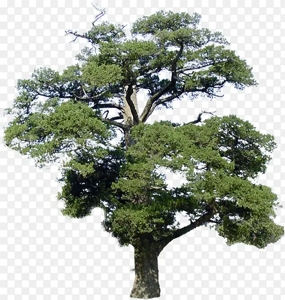 ������Ӱ������ɫ��ľ-������