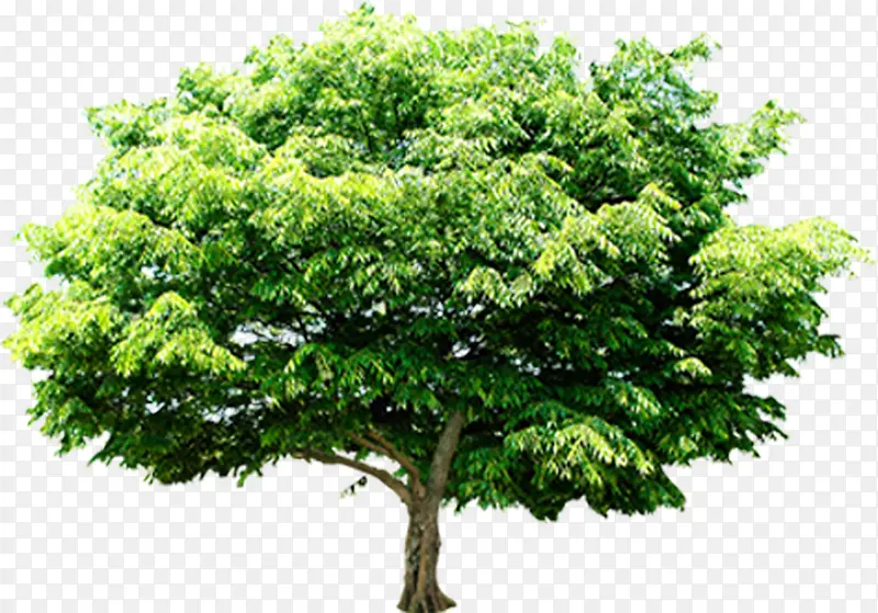 ���崴����ɫ��ľ-������