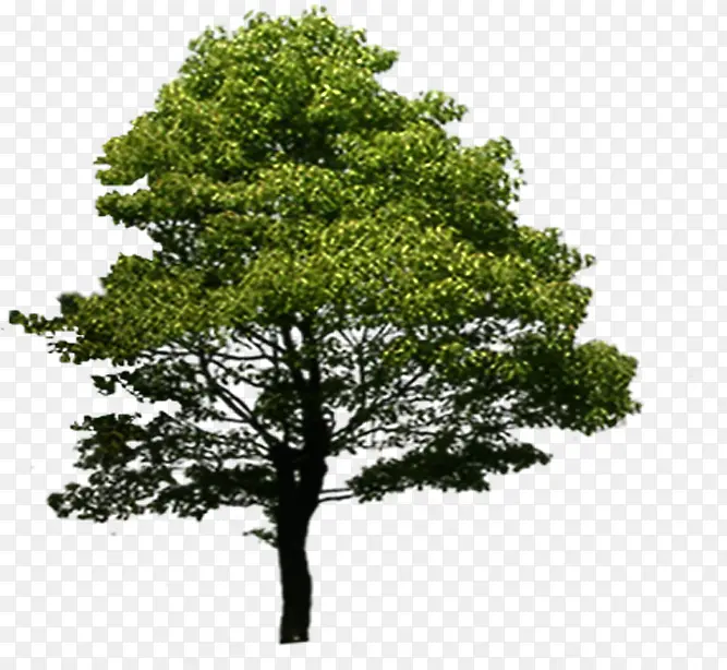 ������ɫ��ľ��Ӱ-������