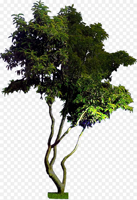 ������Ӱ��ɫ������ľ-������