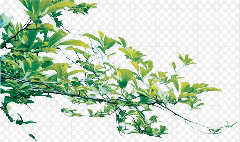 ������Ӱ��ɫ�ݱ�ֲ����ľ-������