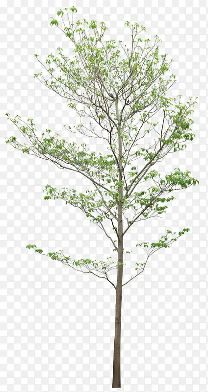 ������Ӱ��ɫ��ľ��Ӱ-������