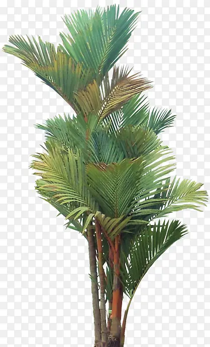 ��ɫ�Ž�����ľֲ��-������