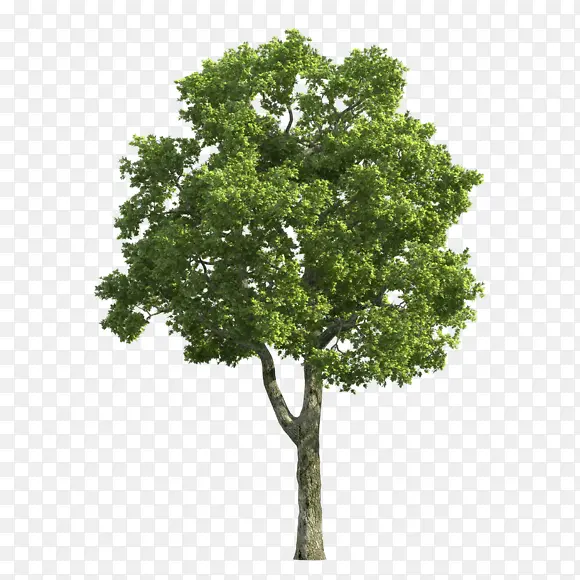 ������ɫ��ľ-������