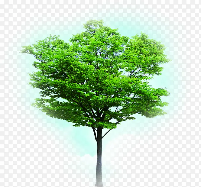 ��ɫֲ����ľ���-������