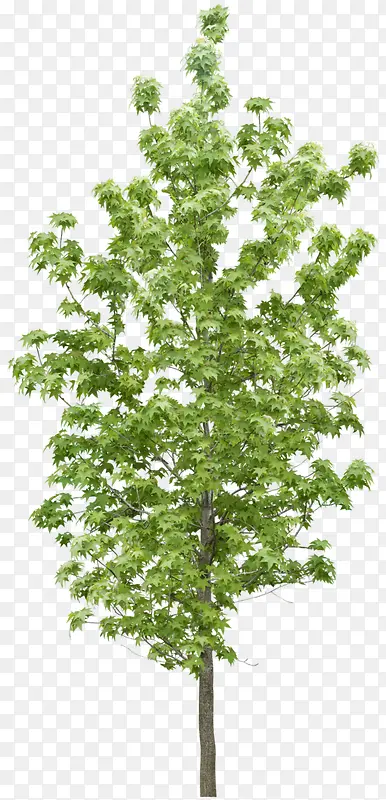 ����ϳ���Ӱ��ɫ����ľ-������