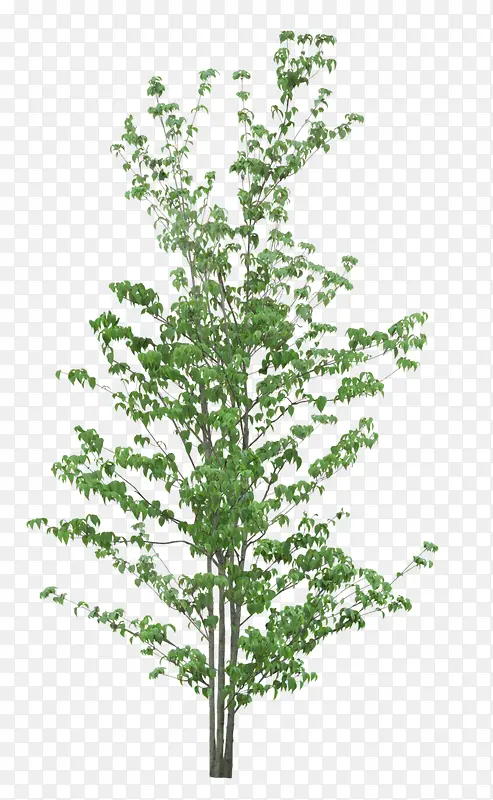 ������Ӱ��ɫ����ľ-������