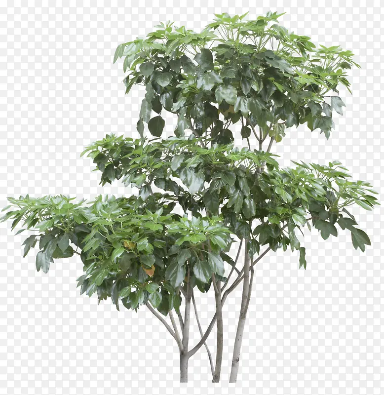 ��Ӱ��ɫ����ľ�������-������