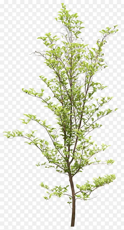 ������Ӱ��ɫ��ֲ����ľ-������