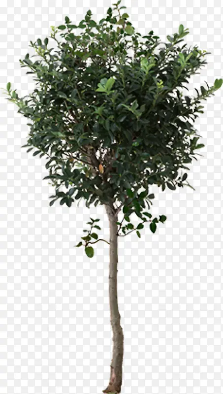 ��������������Ч����ͼ-������