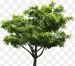 ��������ֲ������-������