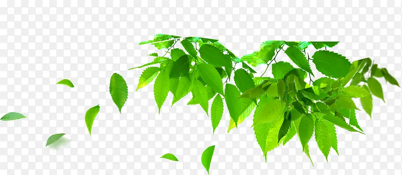 ������Ҷ�������-������