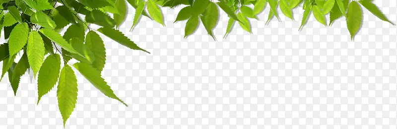 ��������ֲ����Ҷ-������