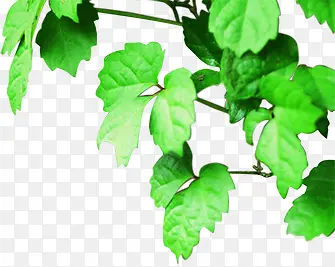 ������ˬ��Ҷ���-������