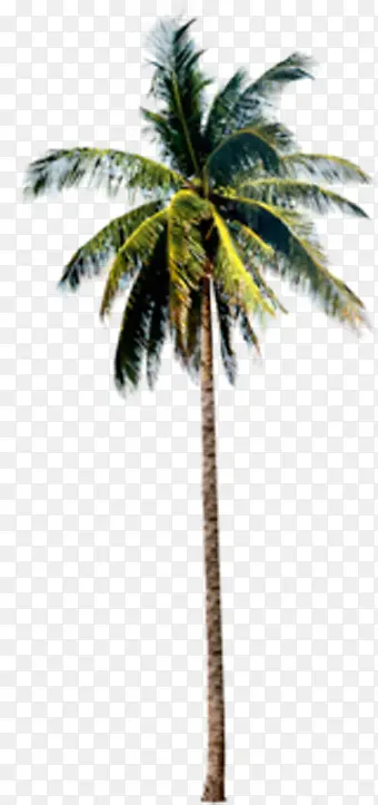 Ҭ������������Ч����ͼ-������